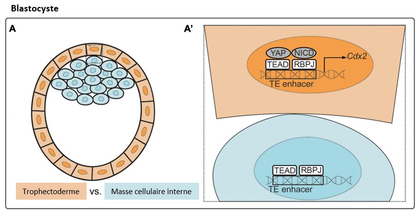 This image has an empty alt attribute; its file name is yaptazblastocyste.jpg