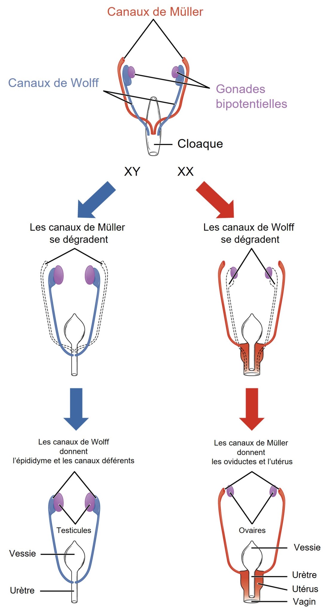 biologie-cellulaire-et-g-n-tique-du-d-veloppement-le-site-de