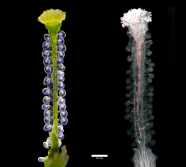 Arabidopsis Thaliana Biologie Cellulaire Et G n tique Du D veloppement Arabidopsis Thaliana Biologie Cellulaire Et G n tique Du D veloppement