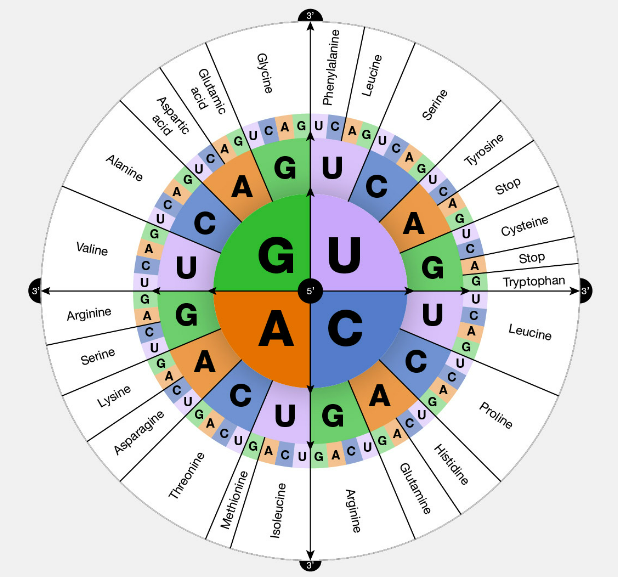 Contrôle de la traduction – Biologie cellulaire et génétique du ...